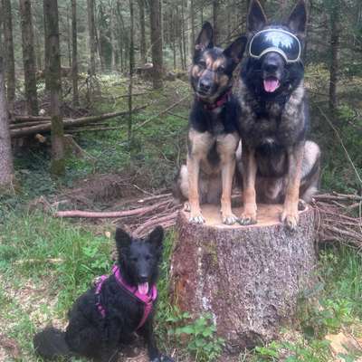 Hundetreffen-Hunde-BEGEGNUNGEN Sozial-Walks-Bild