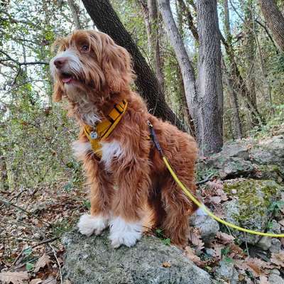 Hundetreffen-Ich suche einen Bestbuddy, aber auch Trainingsgefährten. Ich bin Awa, 7 Monate alt-Bild