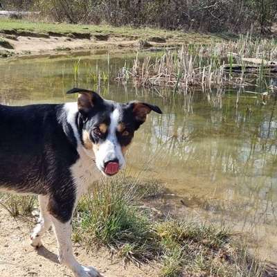 Hundetreffen-Hunde Freunde für Jenna-Bild