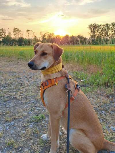 Mischlinge raten - Rätselspaß-Beitrag-Bild