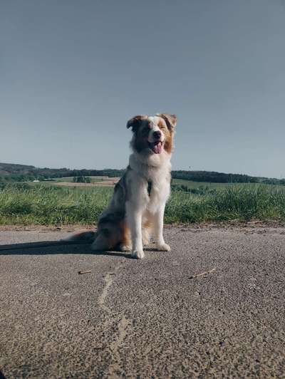 Hundetreffen-Social Walk - Balu-Bild