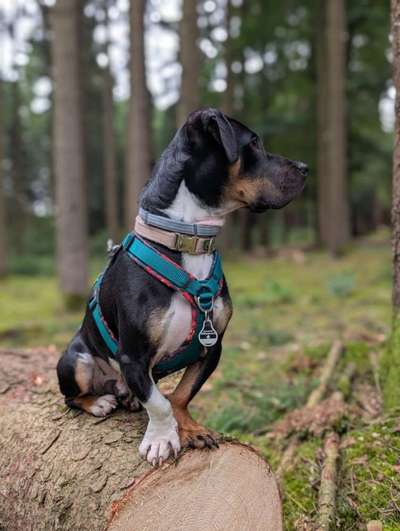 Hundetreffen-Suche ein Freund für unseren "Echo"-Bild