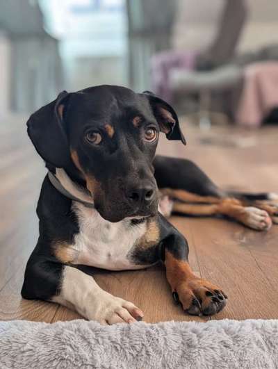 TierschutzhundeStammtisch🐕-Beitrag-Bild