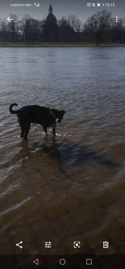 Seltene Rassen!-Beitrag-Bild