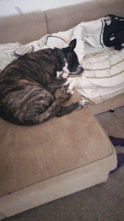 Wie lange sollte ein Hund alleine bleiben?-Beitrag-Bild