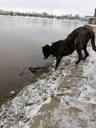 Unerwünschter Hundekontakt und unerwünschte "Ratschläge"-Beitrag-Bild