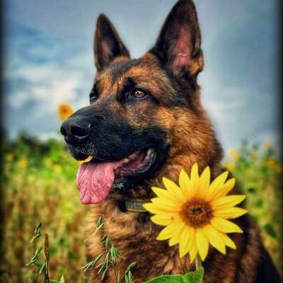 Hundetreffen-Spazier- und/oder Wanderkumpel gesucht-Bild