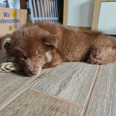 Hundetreffen-Welpen-Treffen in Bremen Oslebshausen und Umgebung-Bild