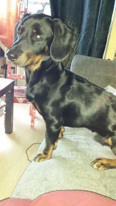 Mischlinge - die beste Rasse die es gibt-Beitrag-Bild