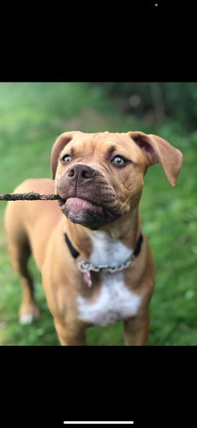 Welpen Bilder !-Beitrag-Bild