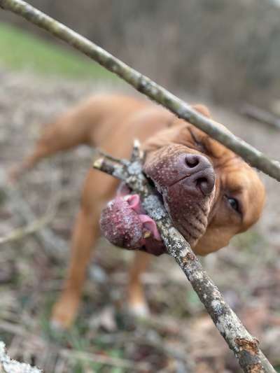 Hundetreffen-Fiona sucht Freunde-Bild