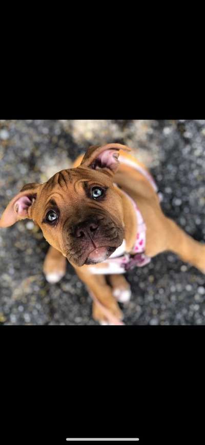 Welpen Bilder !-Beitrag-Bild