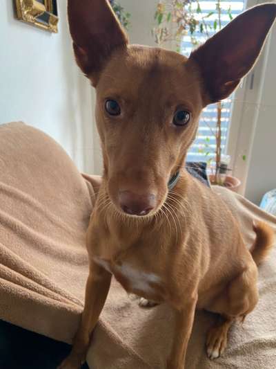 Zeigt mir die tollste Nahaufnahme von eurer Fellnase-Beitrag-Bild