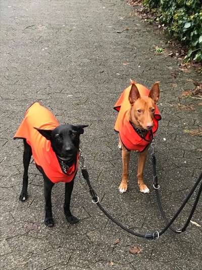 Windhunde - Treffen der besonderen Schönheiten
HERZLICH WILLKOMMEN-Beitrag-Bild