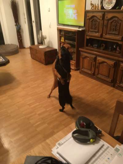 Windhunde - Treffen der besonderen Schönheiten
HERZLICH WILLKOMMEN-Beitrag-Bild