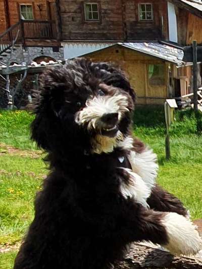 Die Dogorama-Wochen-Challenge "Die schönste Grimasse"-Beitrag-Bild