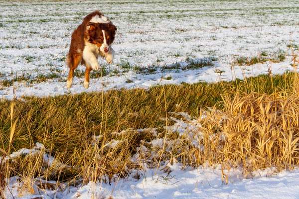 Challenge Nr. 16         Dynamik - Dein Hund in Bewegung-Beitrag-Bild