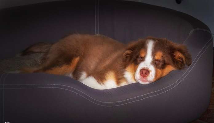 Welpen Bilder !-Beitrag-Bild