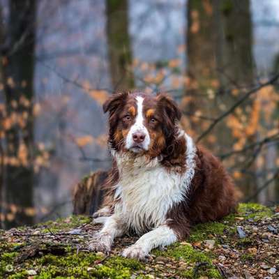 Fotochallenge No. 26                                     Wald und Wiese-Beitrag-Bild