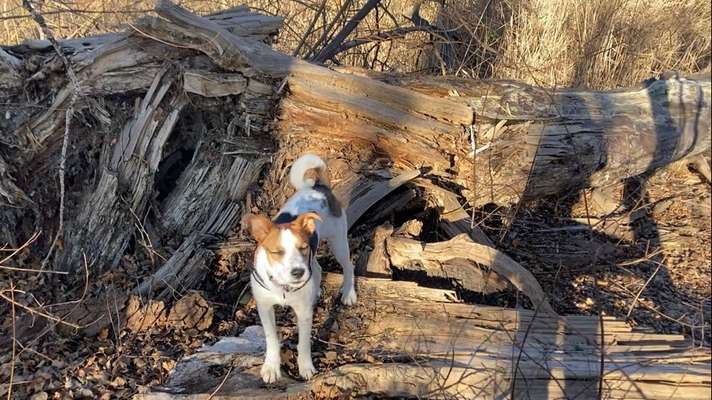 Hundetreffen-spielen in löwygrube 🐶🐕🐩🦊🦮🐕‍🦺-Bild