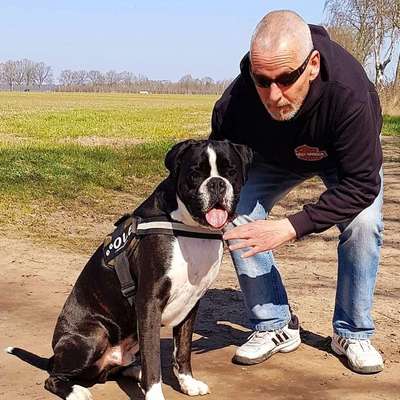 Hundetreffen-Boxer im Raum Buxtehude