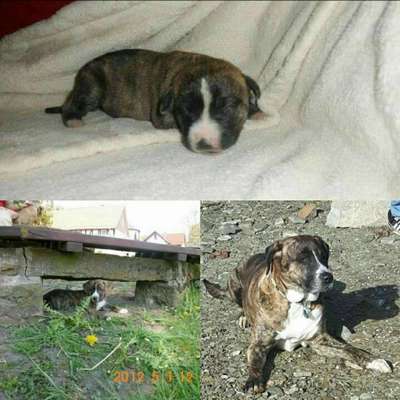 Welpen Bilder !-Beitrag-Bild