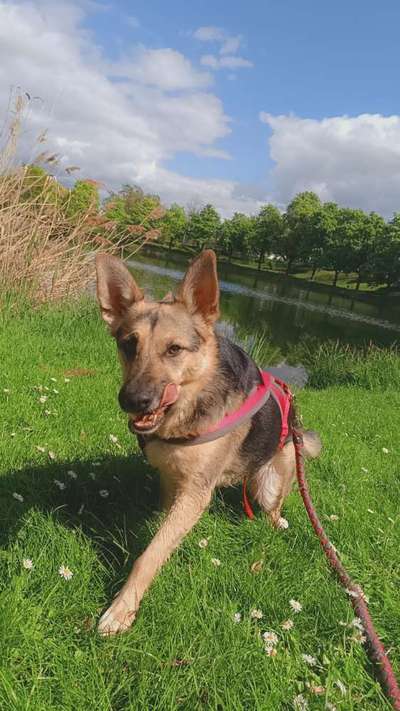 TierschutzhundeStammtisch🐕-Beitrag-Bild