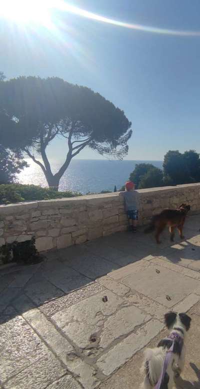 Dogorama Photo Challenge - schönster Gassiausblick-Beitrag-Bild