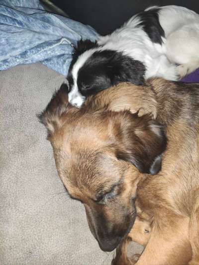 Dogorama Photo Challenge - Gegensätze-Beitrag-Bild