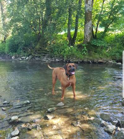 Dogorama-Monats-Challenge-Mai "Wasser"-Beitrag-Bild