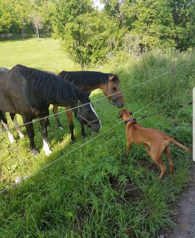 Bilder Hund und andere Tiere-Beitrag-Bild