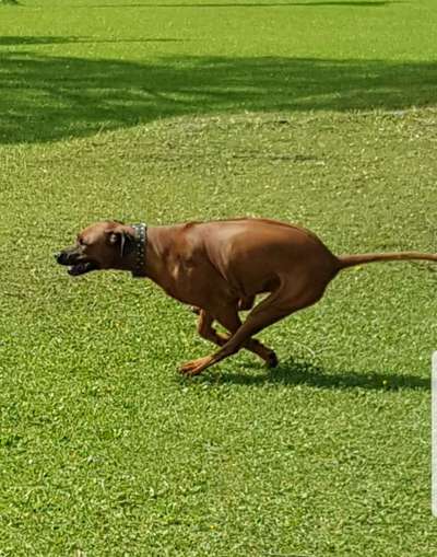 Die Dogorama Monats Challenge "Es grünt und blüht"-Beitrag-Bild