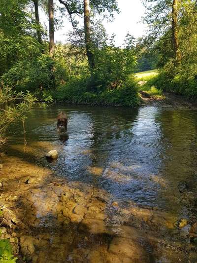 Die wunderschöne Welt mit Hund.-Beitrag-Bild