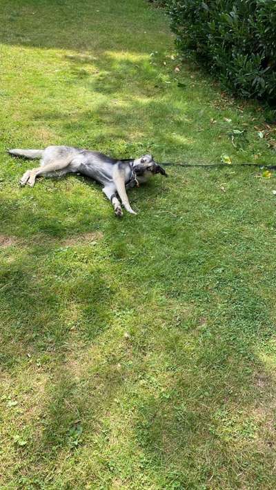 Fotosammlung: ,,Der natürliche Hund" Unbearbeitet, ungestellt und in Natura-Beitrag-Bild
