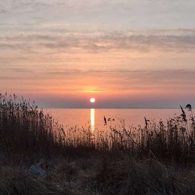 Hundetreffen-Gassi an der Leine-Bild