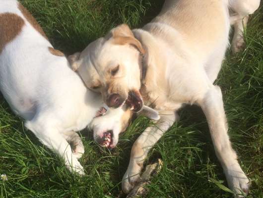 Fotosammlung: ,,Der natürliche Hund" Unbearbeitet, ungestellt und in Natura-Beitrag-Bild