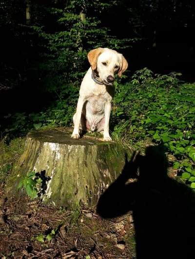 Fotos &Collagen: Beobachtungsposten-Beitrag-Bild