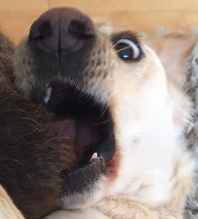 Fotosammlung: ,,Der natürliche Hund" Unbearbeitet, ungestellt und in Natura-Beitrag-Bild