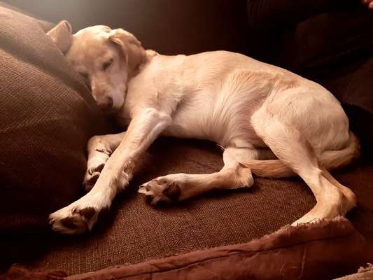 Dogorama Photo Challenge - Frühjahrsmüdigkeit-Beitrag-Bild