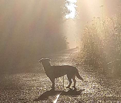 Fotochallange Nr. 46

Schattenspiele BEENDET!!!!!-Beitrag-Bild