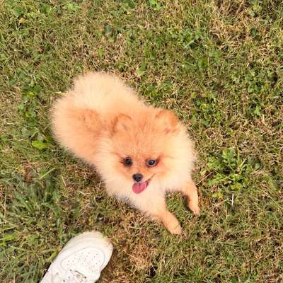Hundetreffen-Spieltreffen kleiner Pomeranian Welpen-Bild