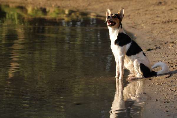 Wo sind die Jack und Parson Russell Terrier?-Beitrag-Bild