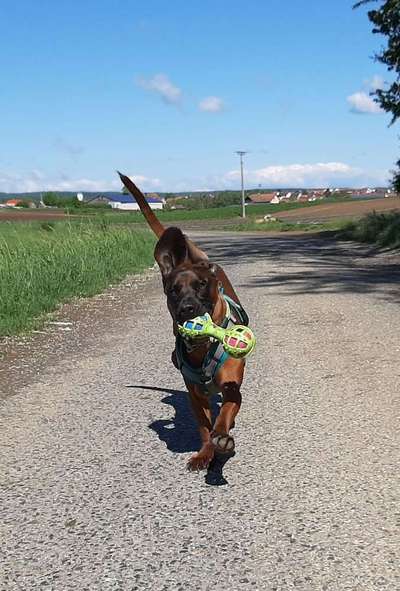 Dein Hund im Dogorama-Kalender 2021-Beitrag-Bild