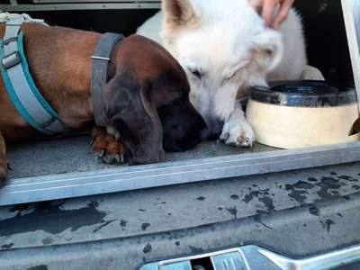 Bester Freund, Hundekumpel - zeigt her!-Beitrag-Bild