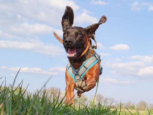 Bayerischer Gebirgsschweißhund-Beitrag-Bild