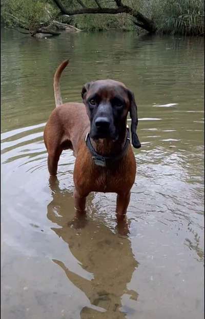 Dogorama-Monats-Challenge-Mai "Wasser"-Beitrag-Bild