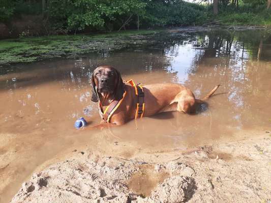 Die Dogorama Kalender Challenge 4/4-Beitrag-Bild