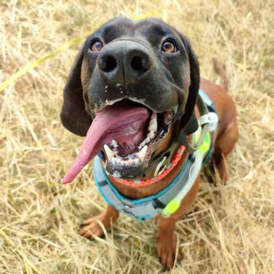 Bayerische Gebirgsschweißhund-Beitrag-Bild