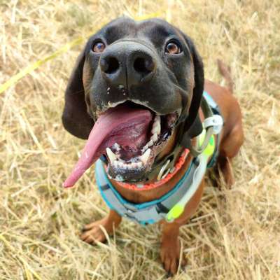 Bayerische Gebirgsschweißhund-Beitrag-Bild