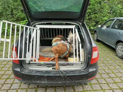 Bester Freund, Hundekumpel - zeigt her!-Beitrag-Bild